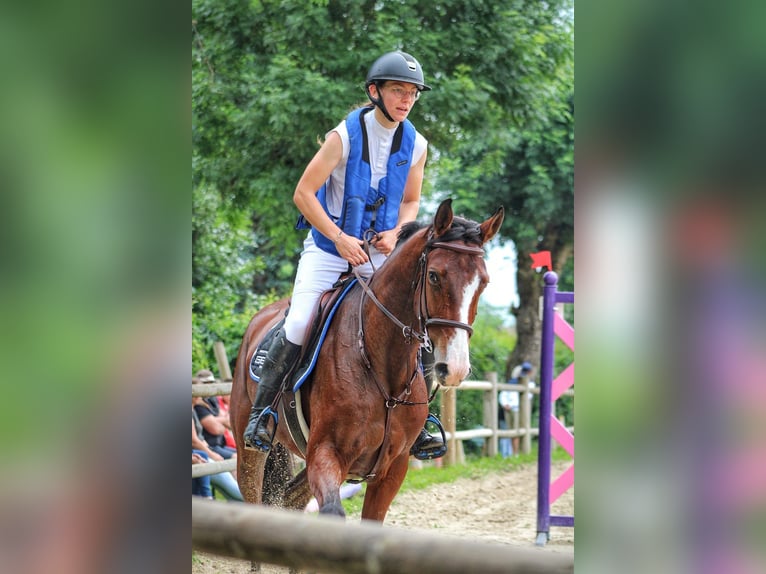 Selle Français Castrone 7 Anni 170 cm Baio in Pont de beauvoisin