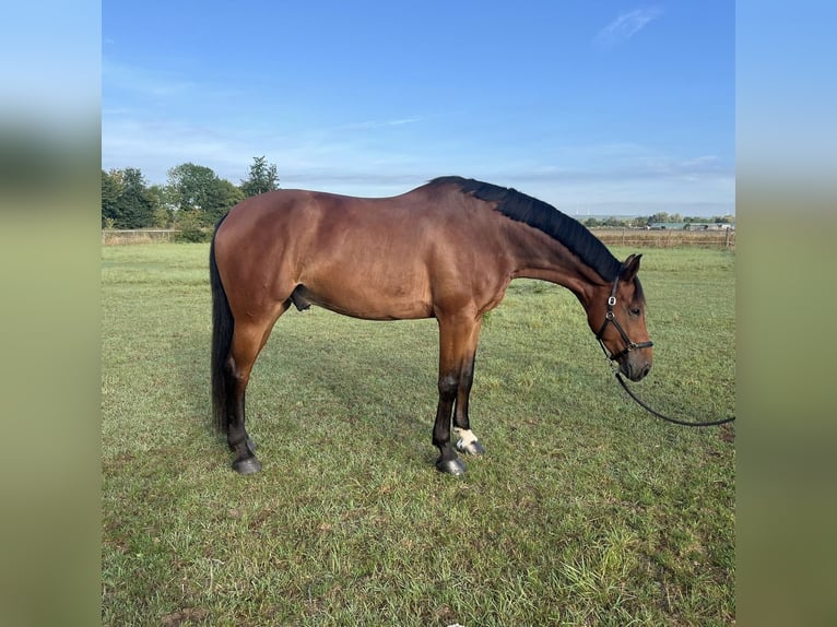 Selle Français Castrone 7 Anni 176 cm Baio in Thedinghausen