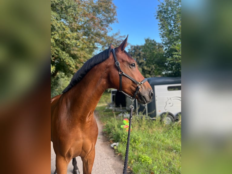 Selle Français Castrone 7 Anni 176 cm Baio in Thedinghausen