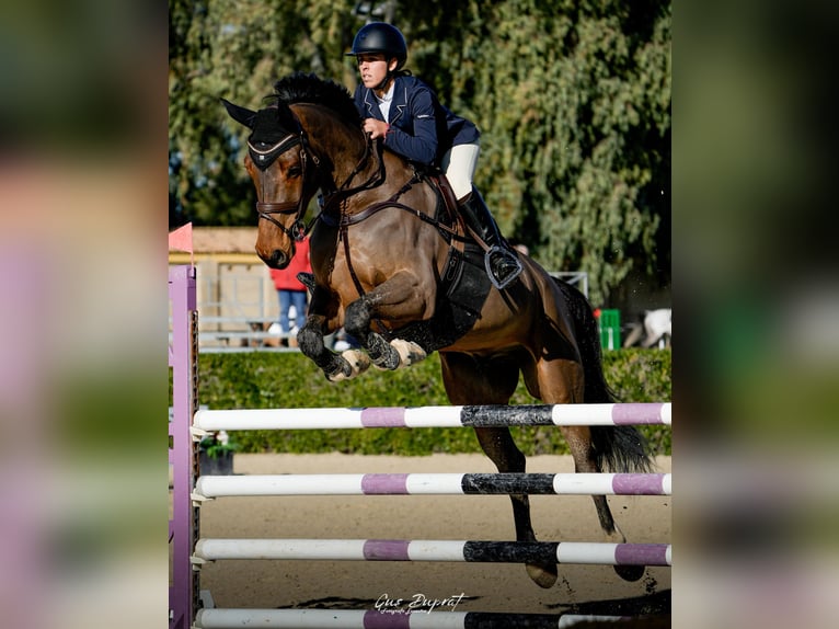 Selle Français Castrone 7 Anni 178 cm Baio in Cenes De La Vega