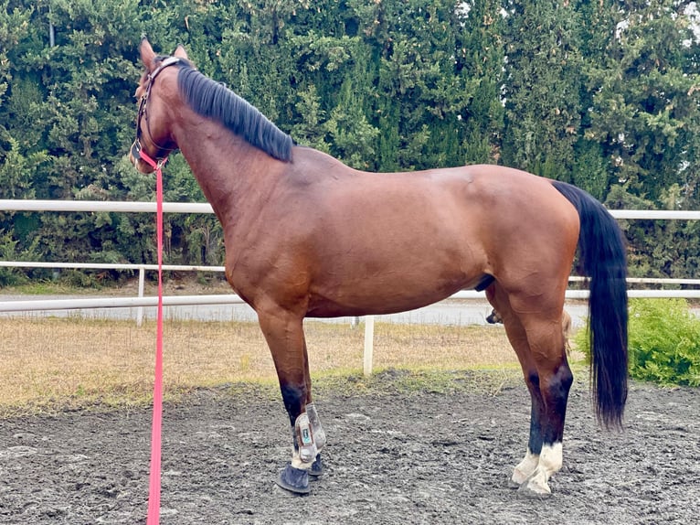 Selle Français Castrone 7 Anni 178 cm Baio in Cenes De La Vega
