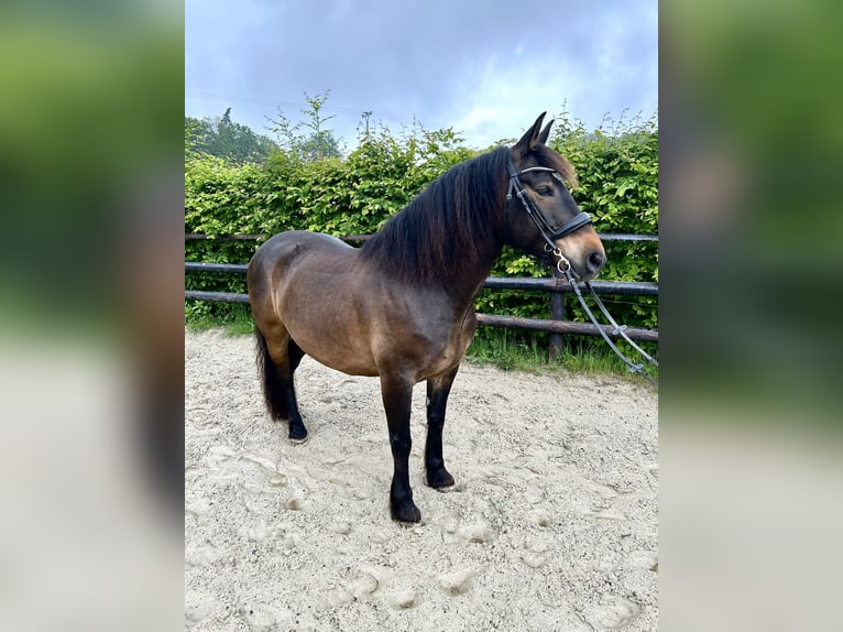 Selle Français Castrone 8 Anni 150 cm Baio ciliegia in Bruchhausen