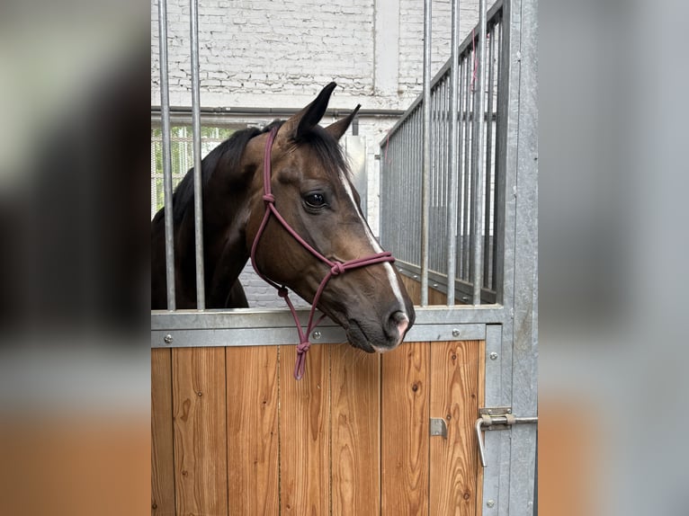 Selle Français Castrone 8 Anni 162 cm Baio nero in Lille