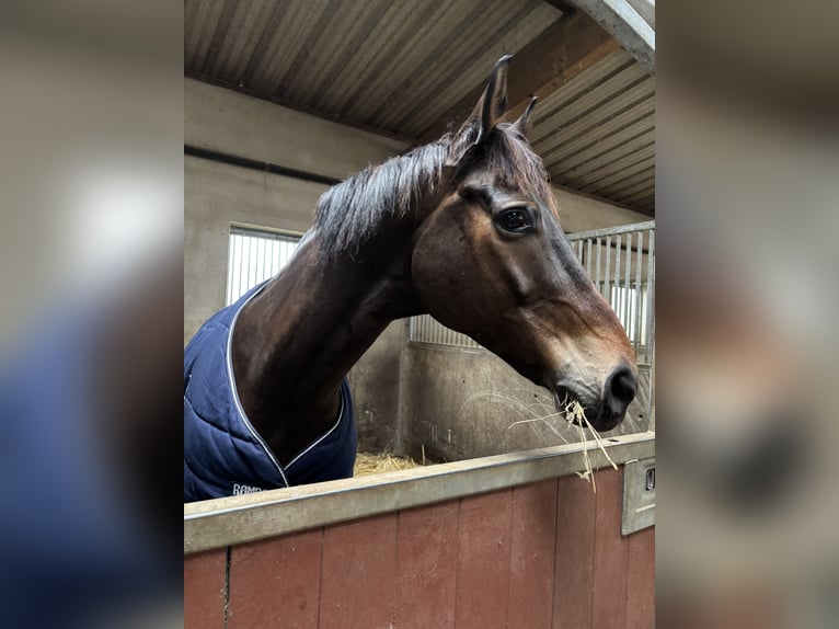 Selle Français Castrone 8 Anni 163 cm Baio scuro in Courtenay