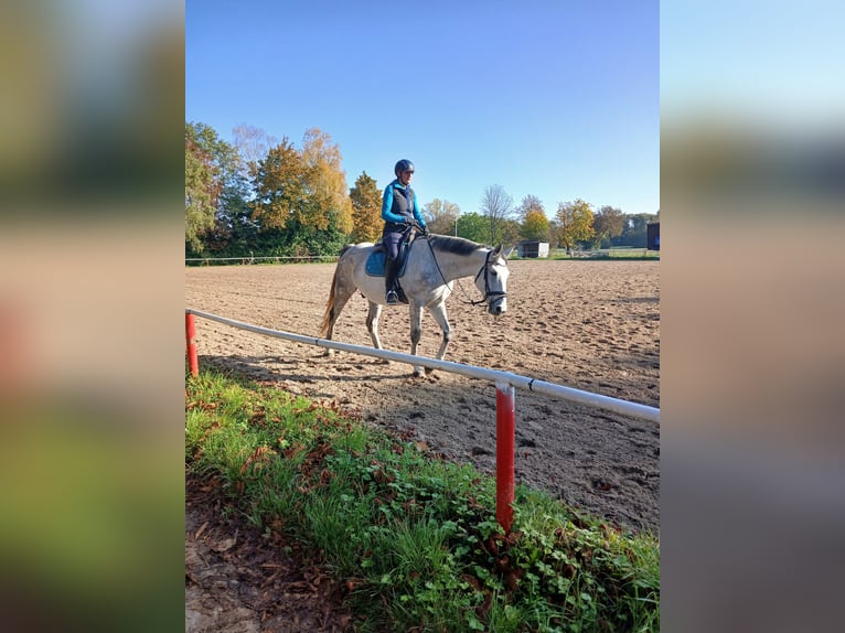 Selle Français Castrone 8 Anni 165 cm Grigio pezzato in Bad Schönborn