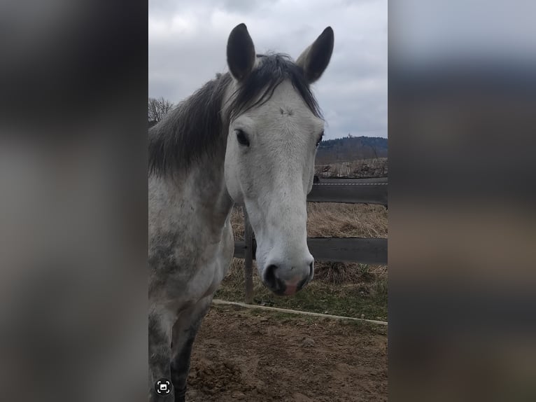 Selle Français Castrone 8 Anni 165 cm Grigio pezzato in Kirchberg an der Iller