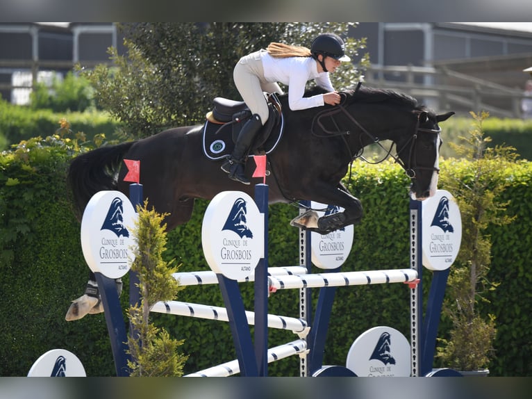 Selle Français Castrone 8 Anni 168 cm Morello in Senlis