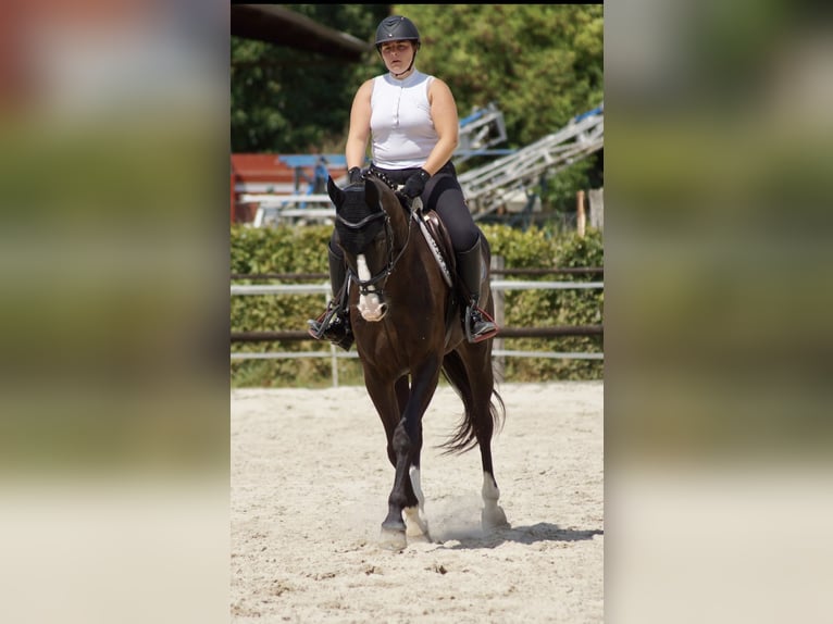 Selle Français Castrone 8 Anni 168 cm Morello in Senlis