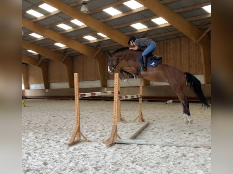 Selle Français Castrone 8 Anni 169 cm Baio in angers