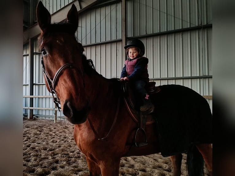 Selle Français Castrone 8 Anni 169 cm Baio in Béziers