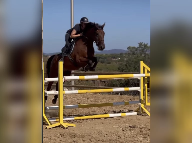 Selle Français Castrone 8 Anni 169 cm Baio in Béziers