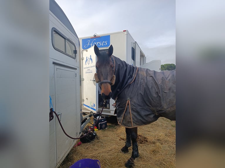 Selle Français Castrone 8 Anni 169 cm Baio in Béziers