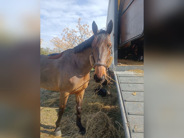 Selle Français Castrone 8 Anni 169 cm Baio in Béziers