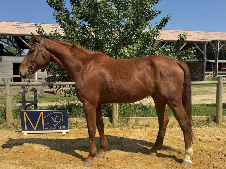 Selle Français Castrone 8 Anni 175 cm Sauro in Vénéjan