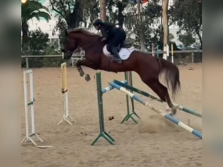 Selle Français Castrone 8 Anni 175 cm Sauro scuro in Morocco, Tanger city