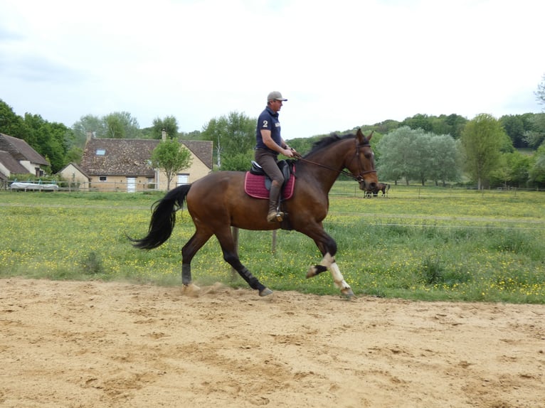 Selle Français Mix Castrone 8 Anni 182 cm Baio scuro in beaufay