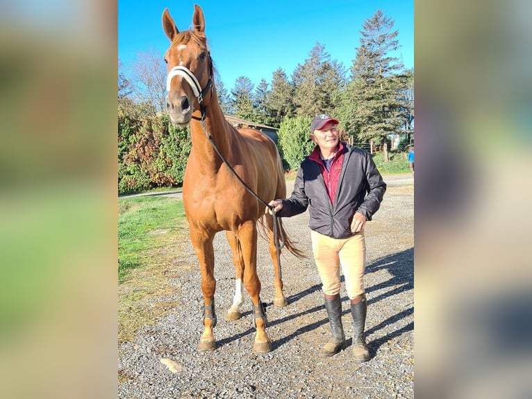 Selle Français Castrone 8 Anni Sauro in Vaudreuille
