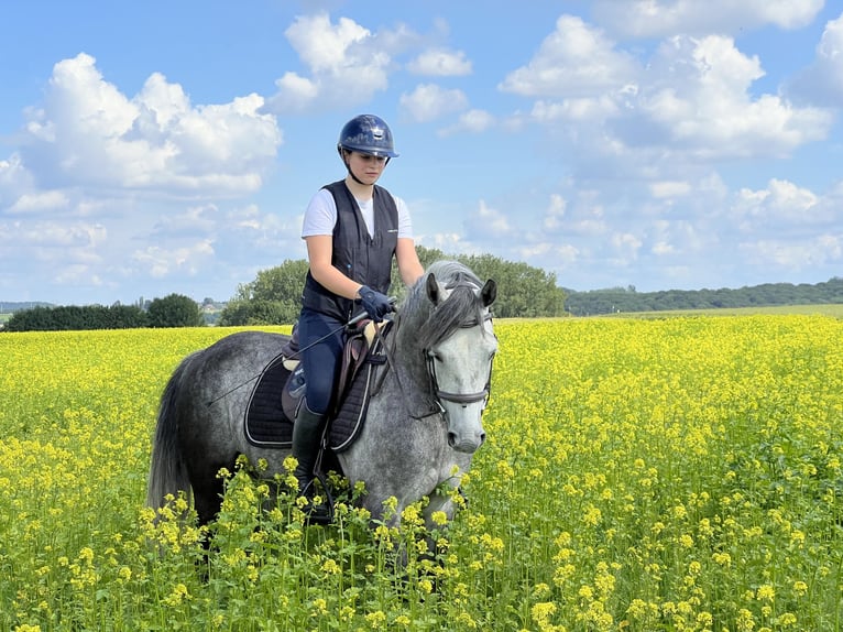 Selle Français Castrone 9 Anni 147 cm Grigio in Kluisbergen