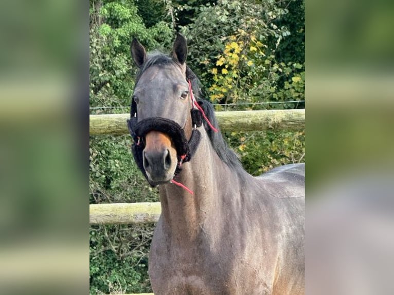 Selle Français Castrone 9 Anni 164 cm Baio in Saint Pierre Azif