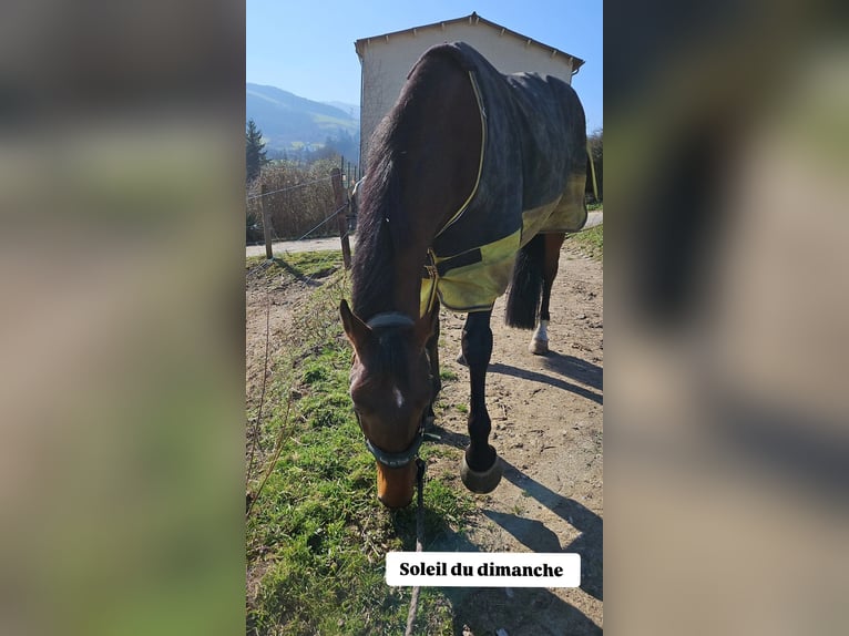 Selle Français Castrone 9 Anni 164 cm Baio in Saint-&#xC9;tienne