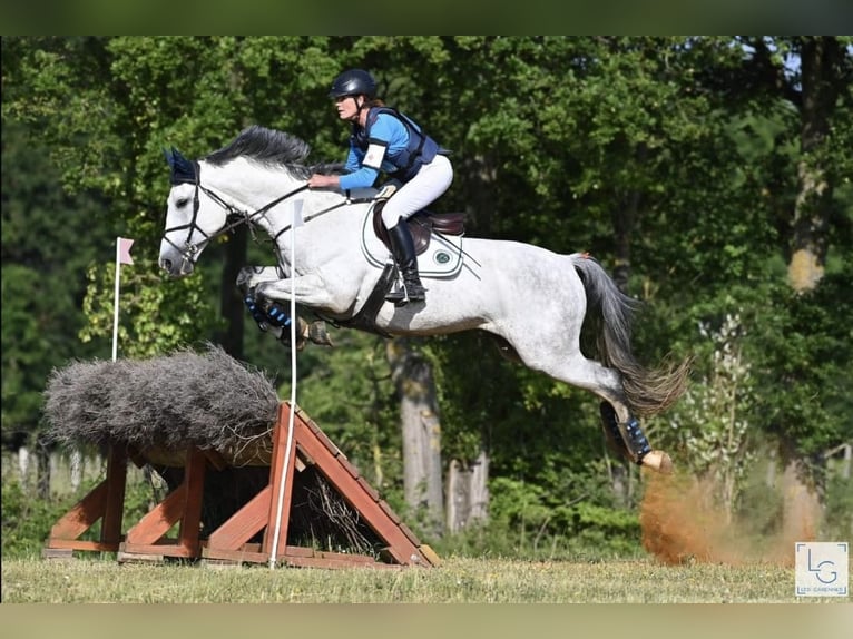 Selle Français Castrone 9 Anni 166 cm Grigio in Oreé dAnjou