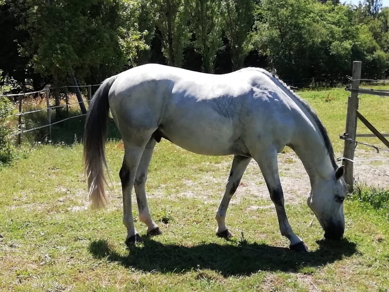 Selle Français Castrone 9 Anni 166 cm Grigio in Oreé dAnjou