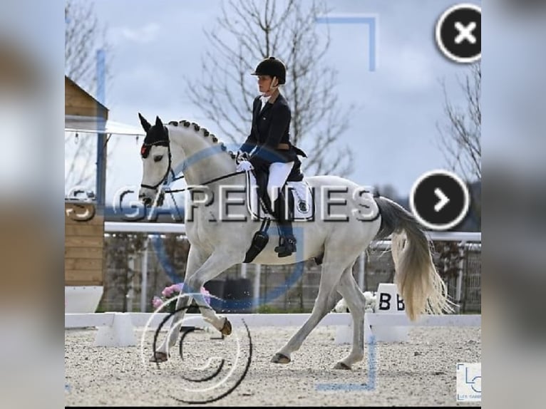 Selle Français Castrone 9 Anni 166 cm Grigio in Oreé dAnjou