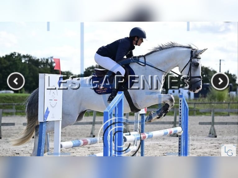 Selle Français Castrone 9 Anni 166 cm Grigio in Oreé dAnjou