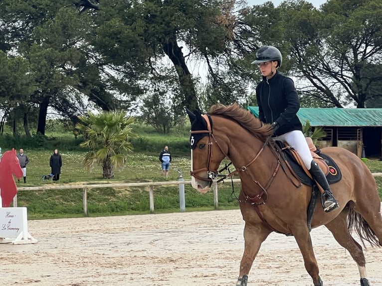 Selle Français Castrone 9 Anni 167 cm Sauro in Combaillaux