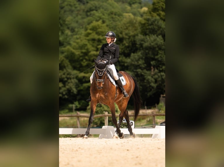 Selle Français Castrone 9 Anni 170 cm Baio scuro in Saint-Antoine-l'Abbaye