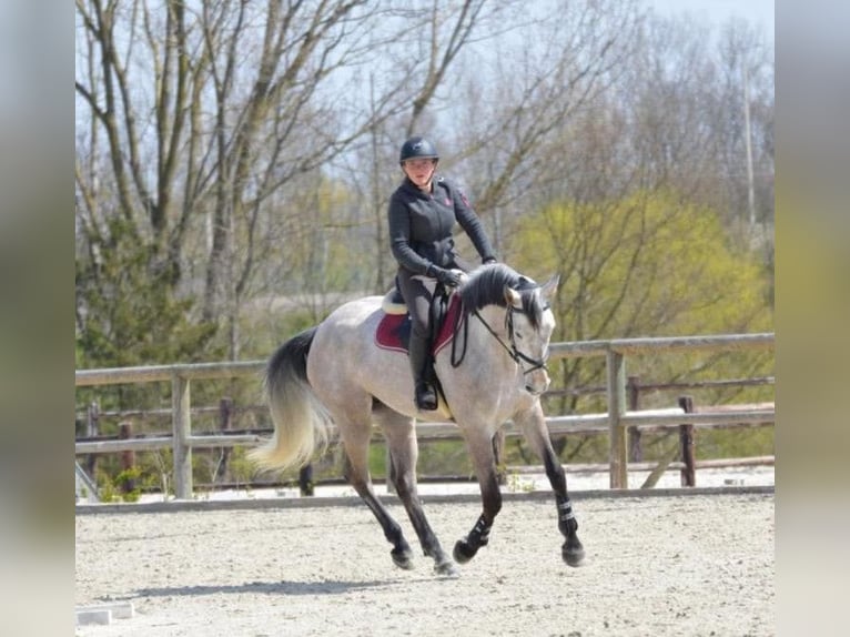 Selle Français Castrone 9 Anni 170 cm Grigio in GROTE-BROGEL