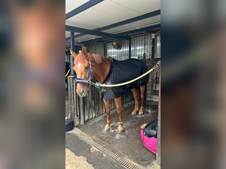 Selle Français Castrone 9 Anni 172 cm Baio ciliegia in Arteixo