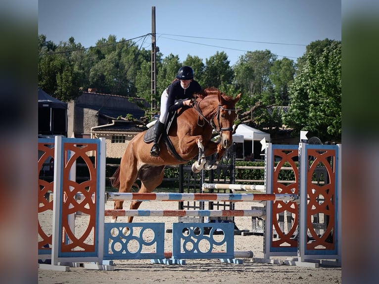 Selle Français Castrone 9 Anni 175 cm Baio in aubenas