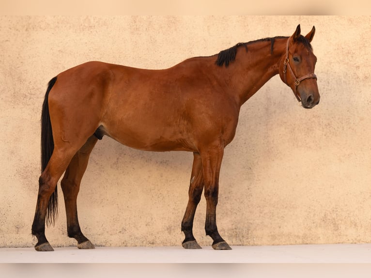 Selle Français Castrone 9 Anni 175 cm Baio in La Bazeuge