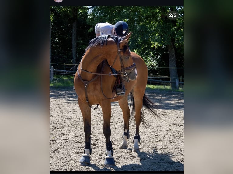 Selle Français Castrone 9 Anni 180 cm Baio ciliegia in Obaix