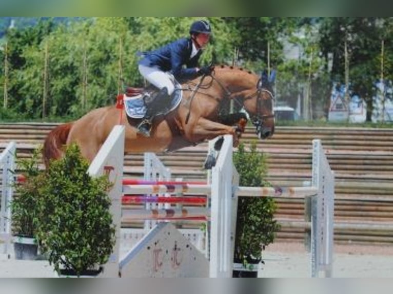 Selle Français Sconosciuto Embrione  in GROTE-BROGEL