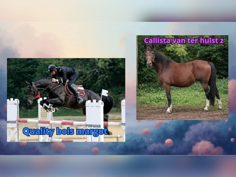 Selle Français Unknown Embryo  in La ferté macé