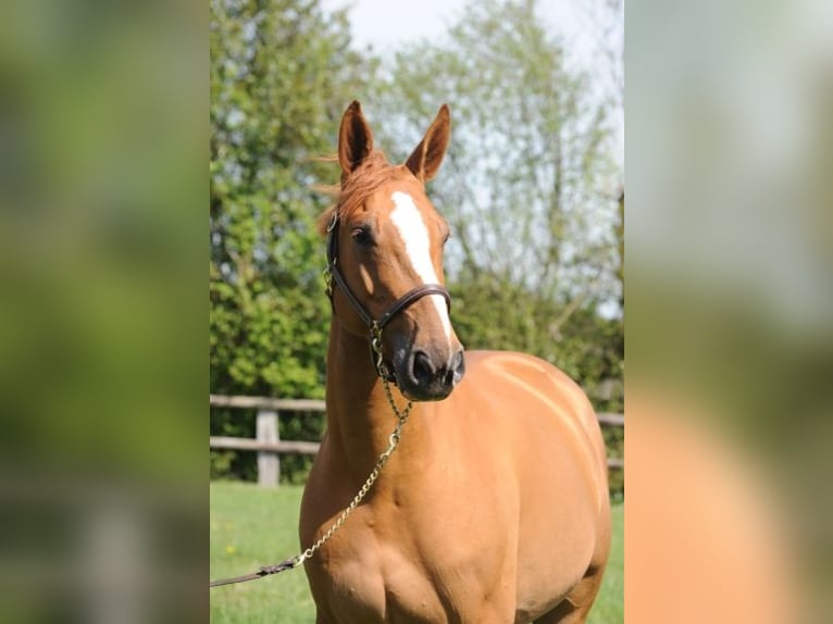 Selle Français Onbekend Embryo  in GROTE-BROGEL