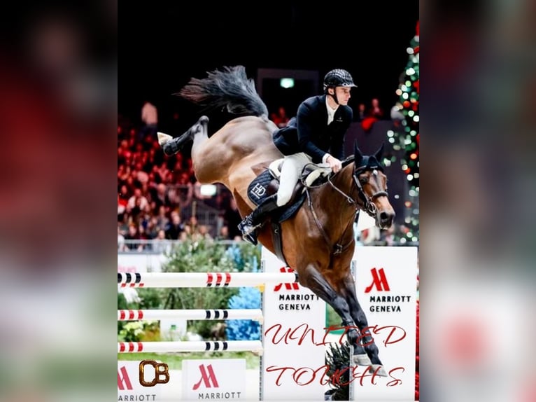 Selle Français Onbekend Embryo  in GROTE-BROGEL