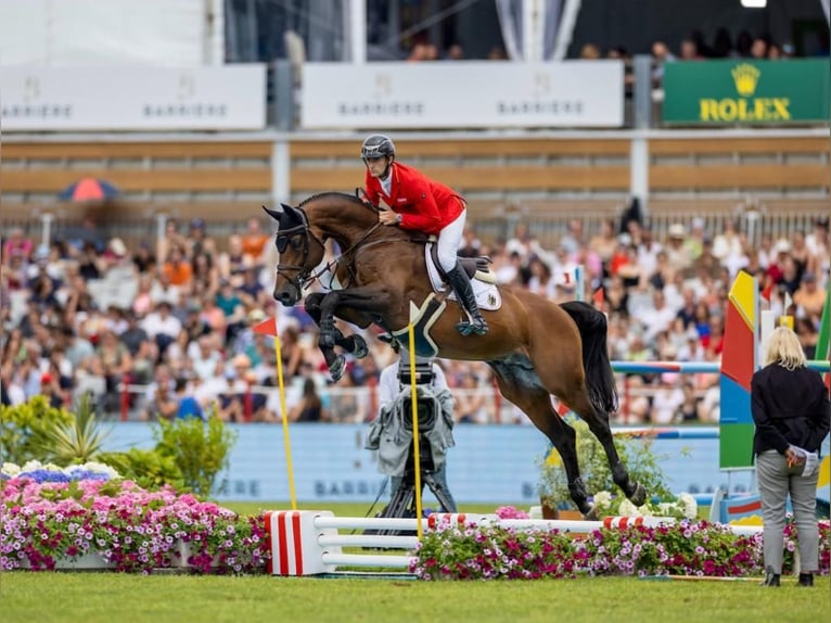 Selle Français Onbekend Embryo  in GROTE-BROGEL