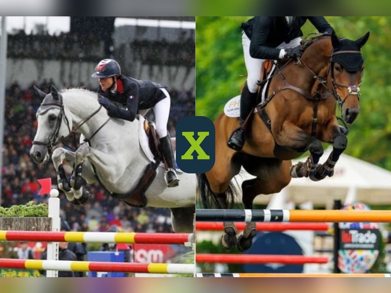 Selle Français Onbekend Embryo  in Heerde