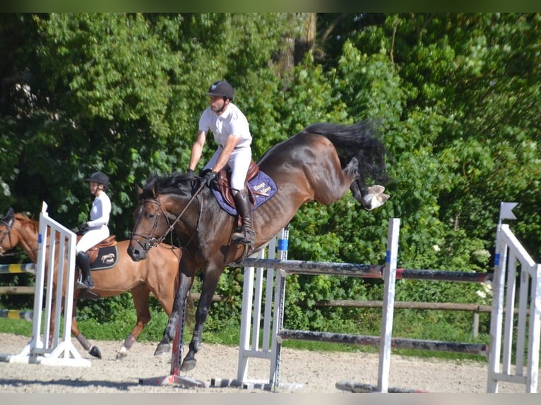 Selle Français Étalon 10 Ans 165 cm Bai in La Chapelle en Juger, Basse-Normandie