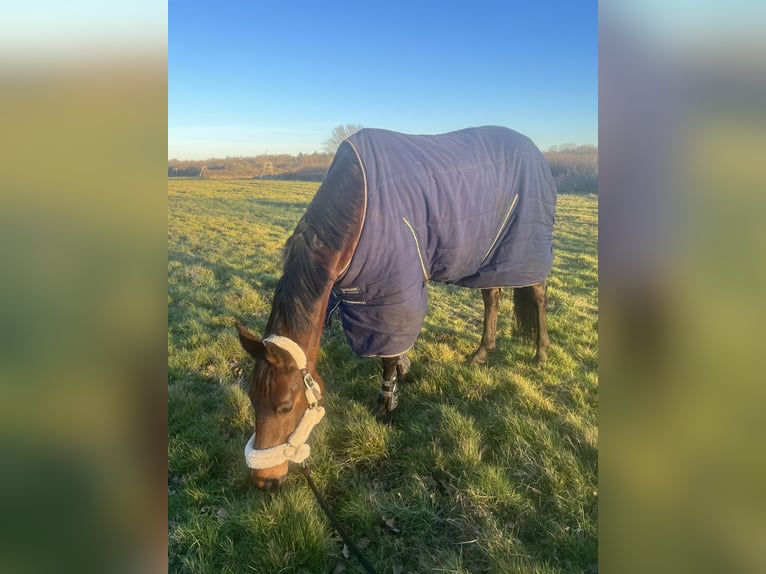 Selle Français Étalon 10 Ans 168 cm Bai in Souvigny-En-Sologne