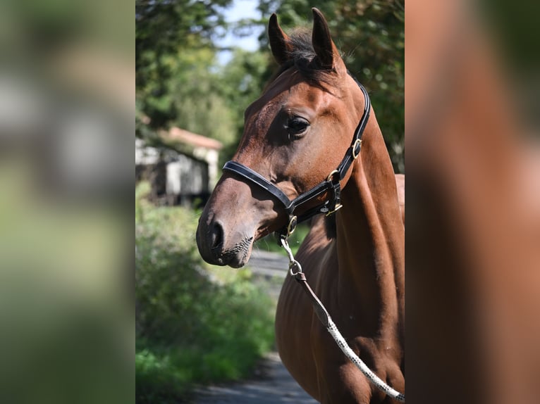 Selle Français Étalon 1 Année 140 cm Bai in GROTE-BROGEL