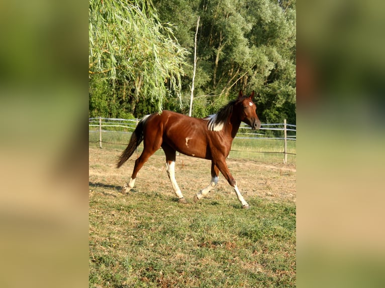 Selle Français Étalon 1 Année 147 cm Pinto in Chaumes en Brie
