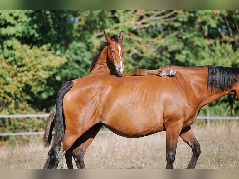 Selle Français Étalon 1 Année 165 cm Bai in LA VERPILLIERE