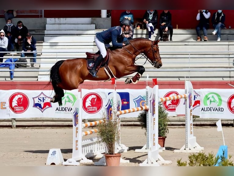 Selle Français Étalon 1 Année 165 cm Bai in Vierzon