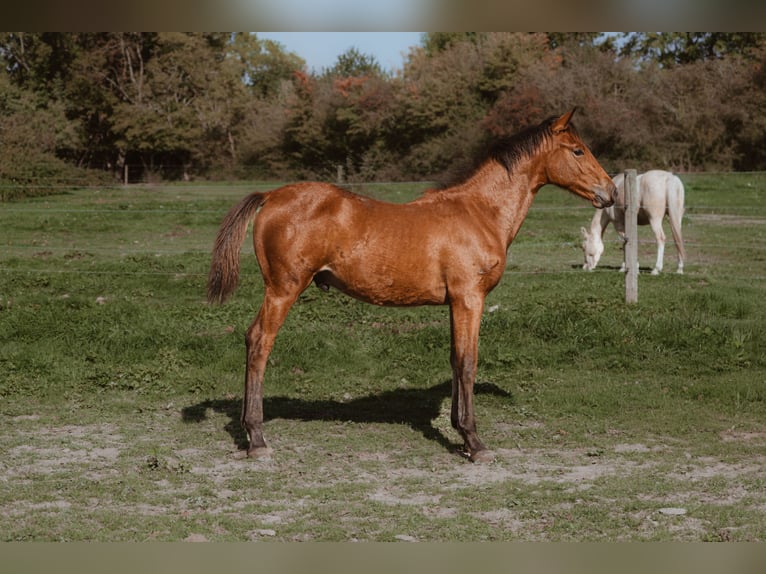 Selle Français Étalon 1 Année 165 cm Bai in Vierzon