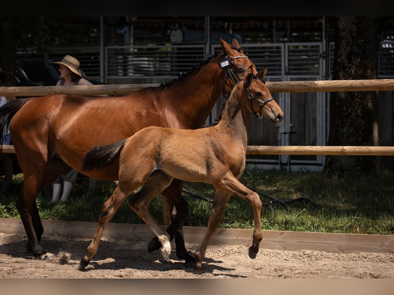 Selle Français Étalon 1 Année Alezan in Steinbrunn Le Bas