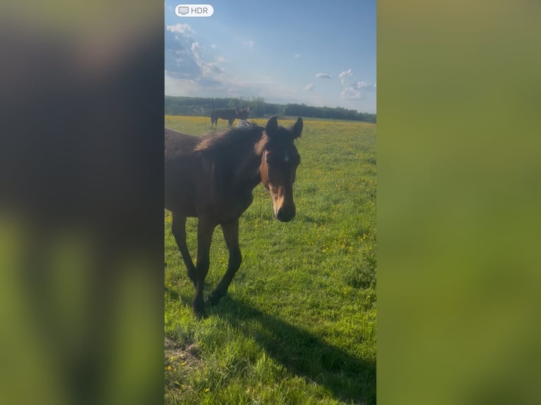 Selle Français Étalon 1 Année Bai in Buire
